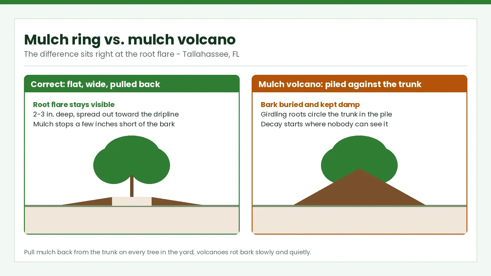 Mulch Volcanos Killing Tallahassee Trees — The Right Way to Mulch - Tallahassee Tree Service Diagram comparing a correct flat mulch ring with a mulch volcano piled against the trunk on Tallahassee, FL trees