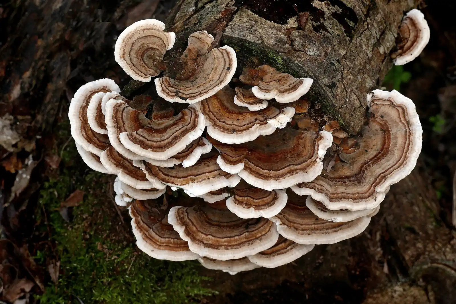 Mushrooms Growing at the Base of a Tree in Tallahassee: When It’s Nothing — and When It’s a Red Flag - Tallahassee Tree Service Shelf-like bracket fungus growing from a tree trunk, the decay sign licensed arborists look for on Tallahassee, FL yard trees