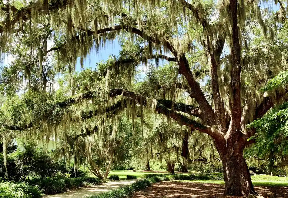 Tree Service Myers Park Tallahassee — Mature Canopy, Tight Lots - Tallahassee Tree Service Sprawling live oak draped in Spanish moss shading a park path, the historic canopy tree crews care for in Myers Park, Tallahassee