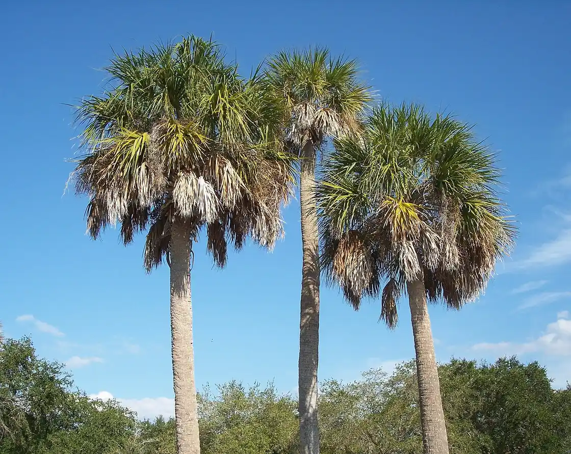 Palm Tree Disease in Tallahassee: Lethal Bronzing & Ganoderma Butt Rot - Tallahassee Tree Service Sabal palm crowns viewed from below, the fronds watched for lethal bronzing and Ganoderma butt rot symptoms in Tallahassee, FL