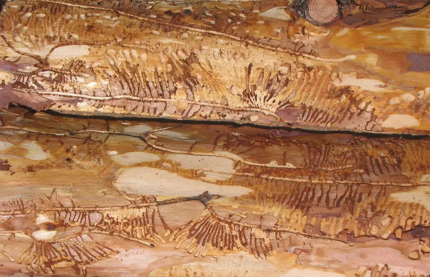 Pine Bark Beetle Damage in Tallahassee: Signs Your Pine Needs Removal Before It Falls - Tallahassee Tree Service Bark beetle galleries exposed beneath pine bark, the damage signature that precedes pine failure in Tallahassee, FL