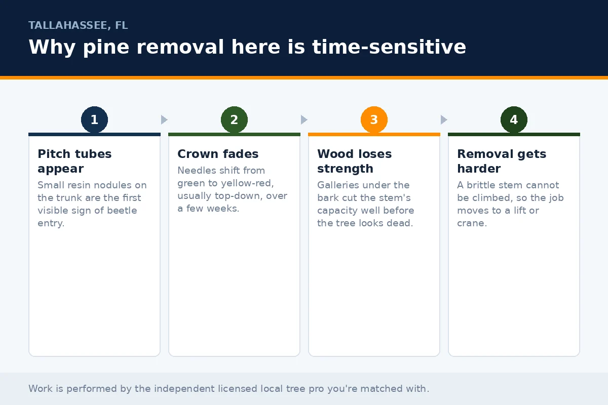 Pine Tree Removal in Tallahassee Florida - Tallahassee Tree Service Four-stage timeline panel showing how southern pine beetle activity progresses on a Tallahassee FL pine, from pitch tubes to crown fade to a stem too brittle to climb