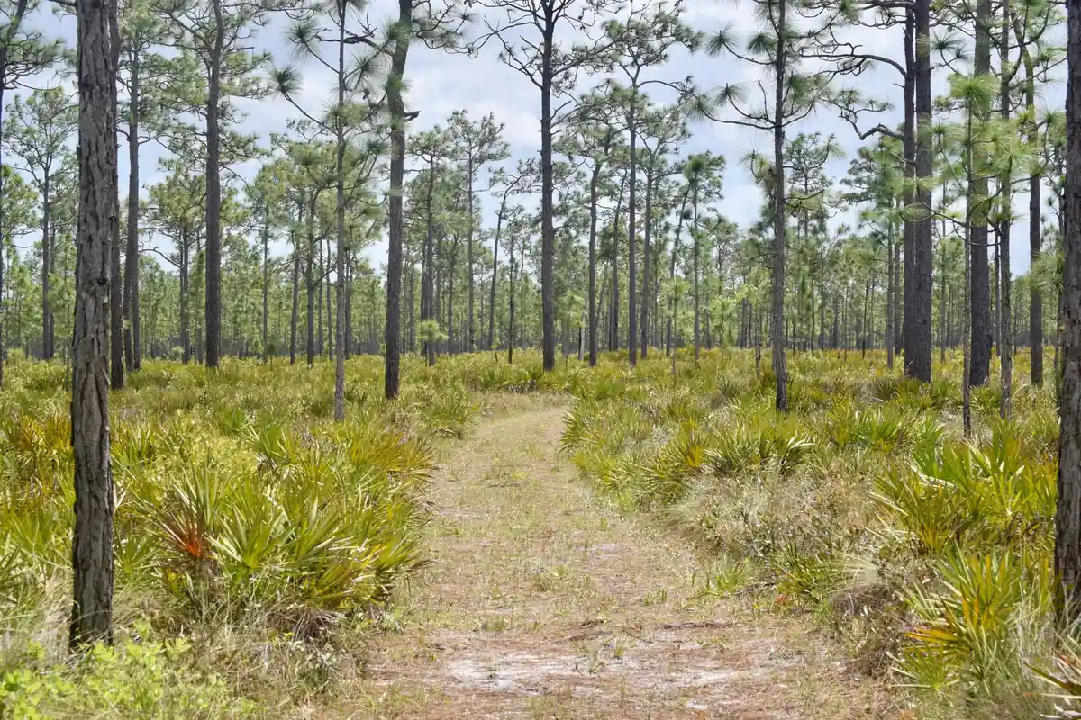 Tree Service Piney-Z Tallahassee — Emerging East-Side Crews - Tallahassee Tree Service Sunny trail winding through tall pines, like the greenway pine stands bordering Piney Z homes on Tallahassee’s east side