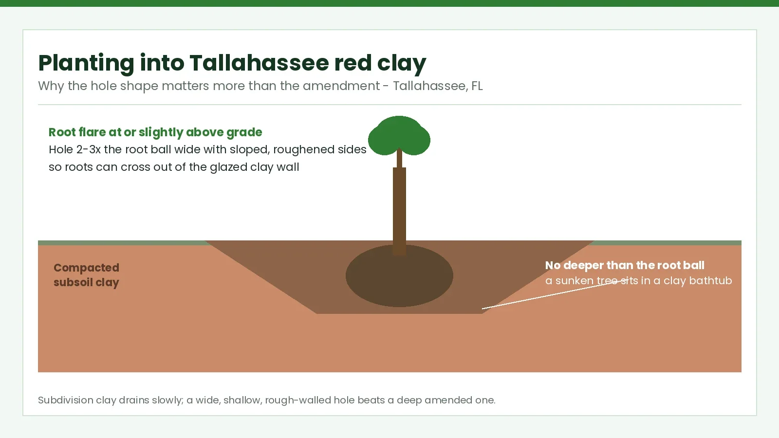 Why Newly Planted Trees Struggle in Tallahassee’s Compacted Red Clay Subdivisions - Tallahassee Tree Service Cross-section diagram of a wide, shallow planting hole in compacted Tallahassee, FL red clay with the root flare at grade