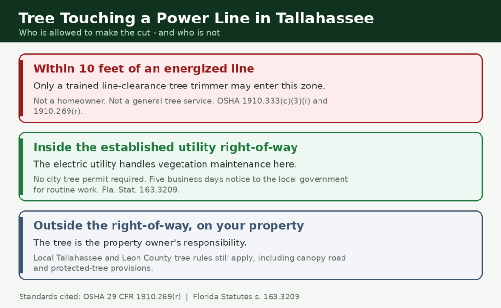 Tree Touching a Power Line in Tallahassee: Who Trims It? - Tallahassee Tree Service