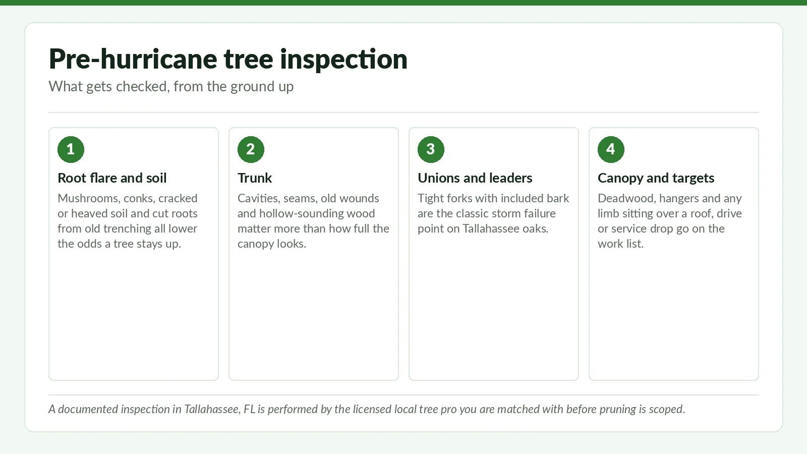 Pre-Hurricane Tree Inspection in Tallahassee: The May Window - Tallahassee Tree Service Four-zone reference graphic on what a pre-hurricane tree inspection covers in Tallahassee, FL: root flare, trunk, unions and leaders, canopy and targets