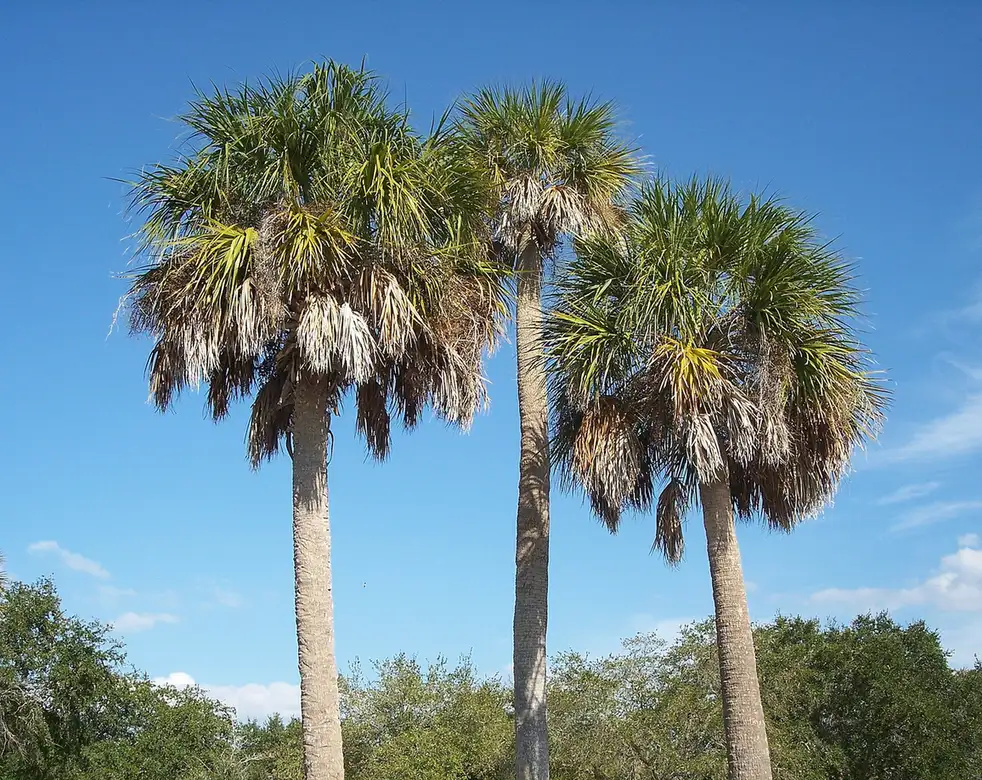 Sabal Palm Trimming in Tallahassee — How Much to Cut, and What Not To - Tallahassee Tree Service Sabal palm crown with healthy green fronds, the species that gets over-pruned most often in Tallahassee, FL