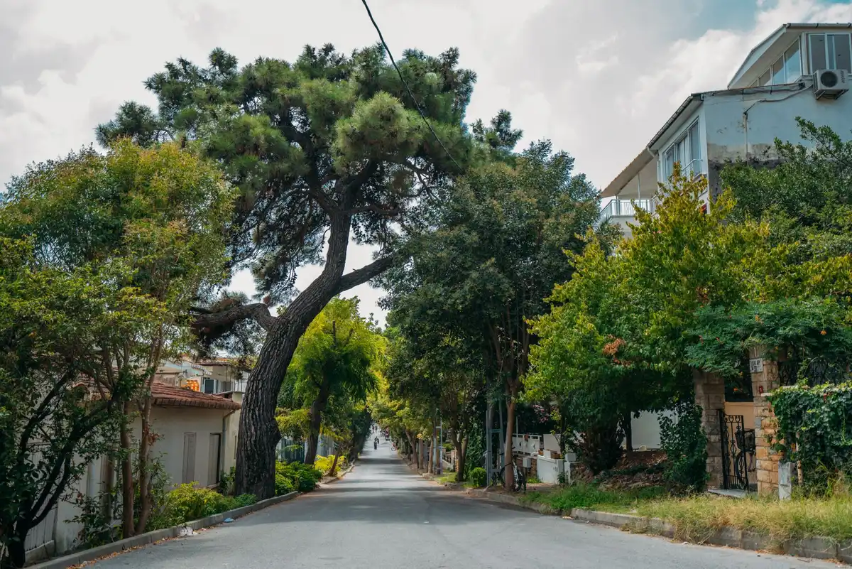 Tree Service South Monroe Tallahassee — Older Lots, Pine & Oak Mix - Tallahassee Tree Service City street lined with vibrant mature trees, like the older shade trees along the South Monroe corridor in Tallahassee