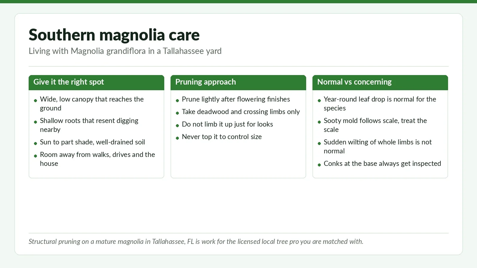 Southern Magnolia Care in Tallahassee: Pruning, Drop, Storm Tolerance - Tallahassee Tree Service Three-panel reference chart on southern magnolia care in Tallahassee, FL: siting, pruning approach, and normal versus concerning symptoms