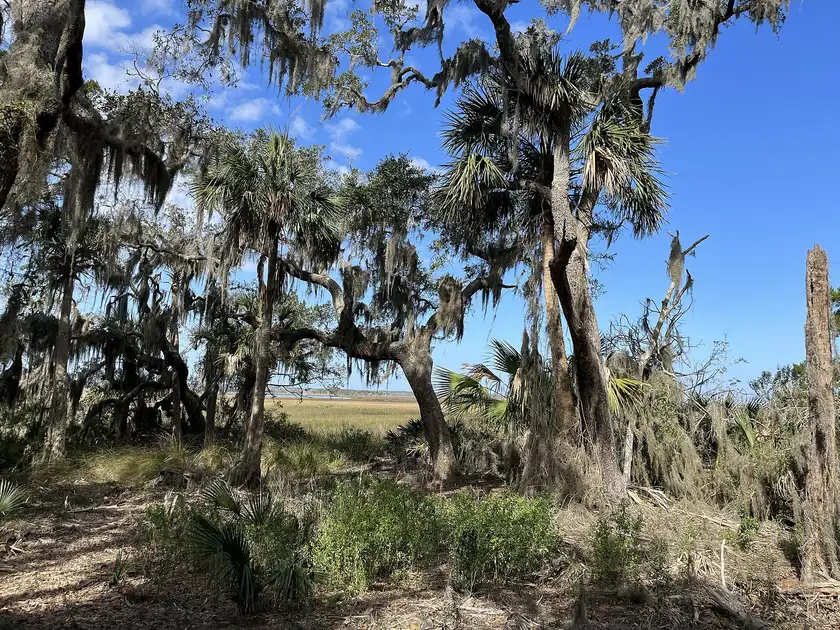 Spanish moss draped through oak branches, the epiphyte Tallahassee, FL homeowners ask about most