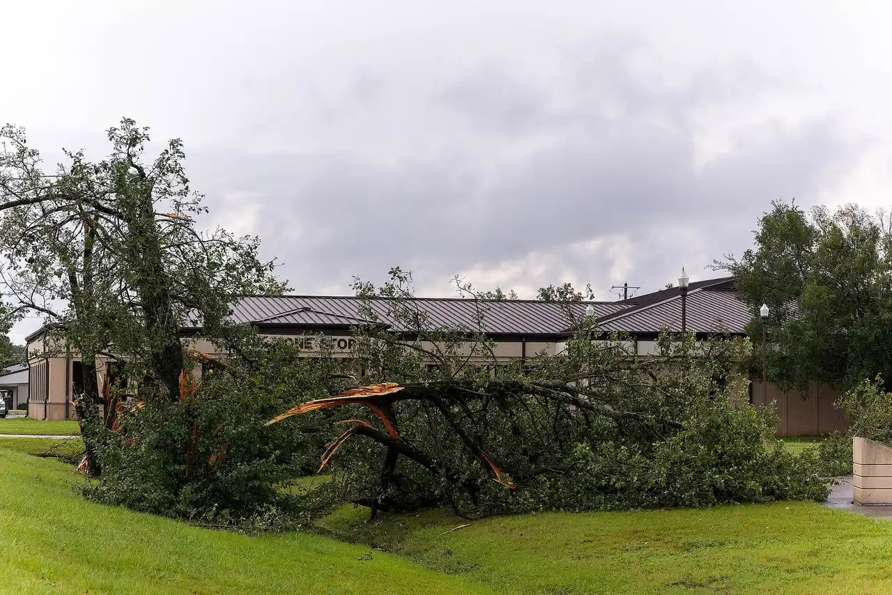 Storm-Damaged or Fallen Tree in Tallahassee? What to Do First (and Who to Call) - Tallahassee Tree Service Storm-downed tree lying beside a building after high winds, the first scene Tallahassee, FL homeowners assess