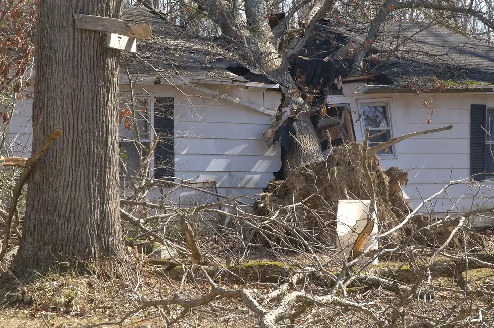 Storm-toppled tree resting against a damaged house, the kind of loss documented for a Tallahassee, FL insurance claim