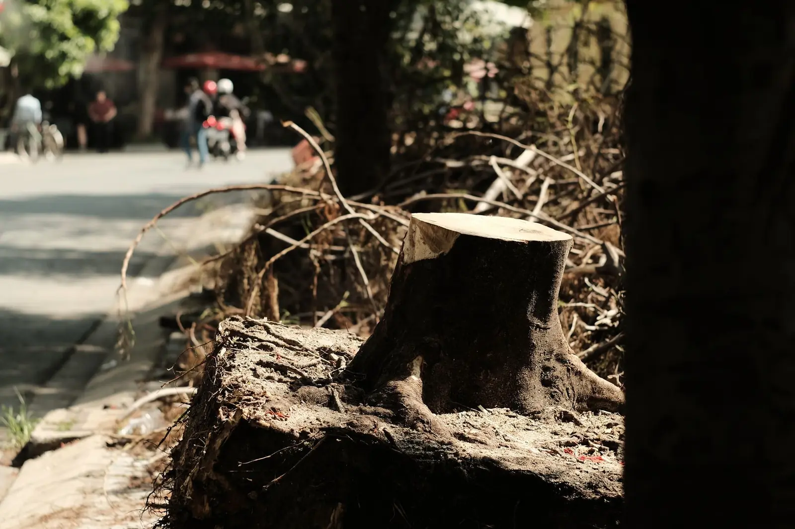 Large tree stump at the edge of a sunny roadside, typical of the roadside and yard stumps ground out by crews serving Havana, FL