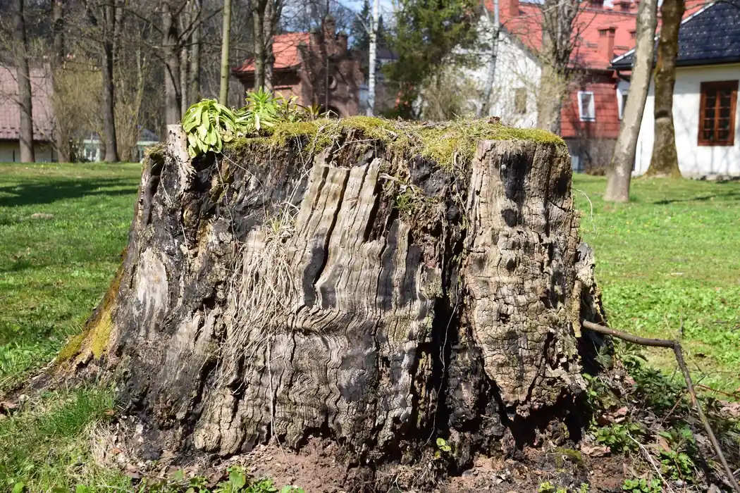 Freshly cut tree stump in a sunlit residential lawn, the kind of below-grade grinding job local crews handle for Killearn homeowners in northeast Tallahassee