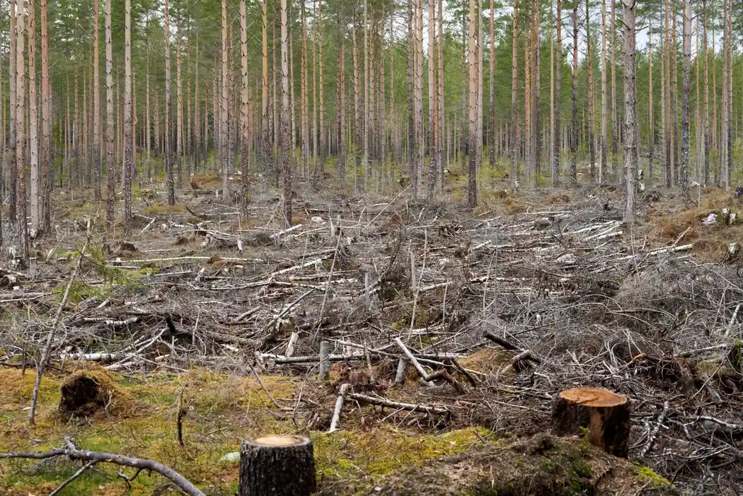 Open clearing with several cut tree stumps awaiting grinding, similar to post-removal cleanups dispatched around Lake Jackson north of Tallahassee