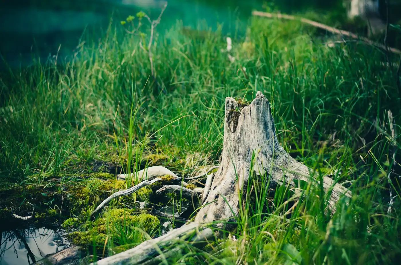 Weathered tree stump in a grassy clearing, the rural pasture-edge stumps crews grind out for Monticello and Jefferson County properties