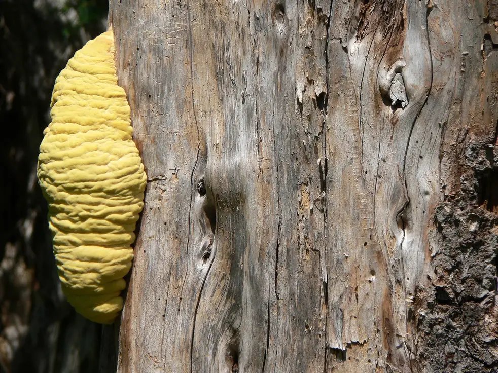 Bracket fungus growing from a hardwood trunk, a decay sign licensed arborists look for in Tallahassee, FL
