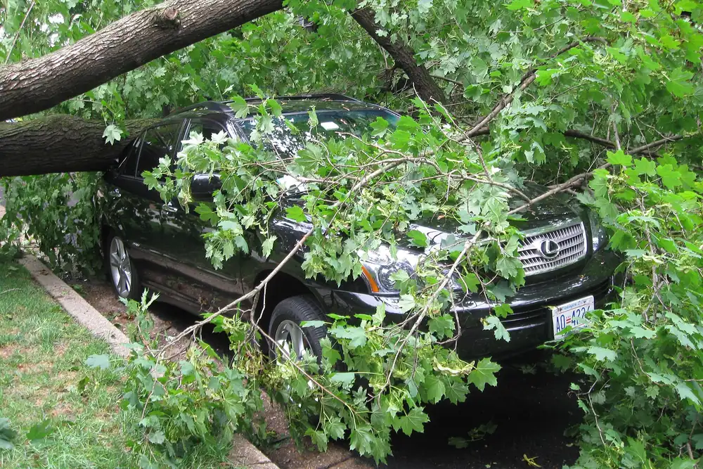 A storm-felled tree lying across the hood and roof of a parked sedan, the loaded-vehicle situation Tallahassee FL owners photograph before the licensed local tree pro you're matched with begins removal