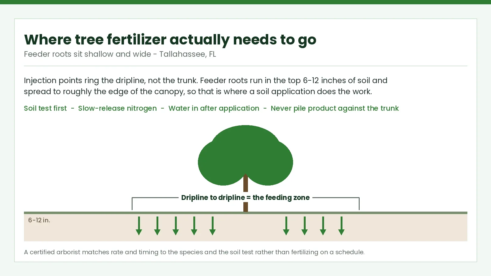Tree Fertilization Tallahassee - Tallahassee Tree Service Diagram showing tree fertilizer applied around the dripline rather than at the trunk, for Tallahassee, FL soils