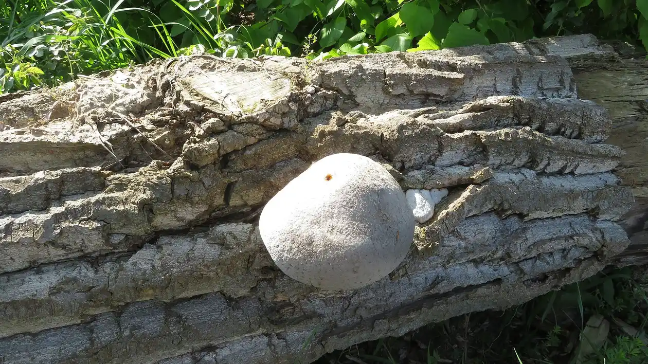 Tree Health Assessment Tallahassee — ISA-Certified Inspection - Tallahassee Tree Service Bracket fungus emerging from a trunk, the internal-decay indicator an arborist documents during a tree health assessment in Tallahassee, FL