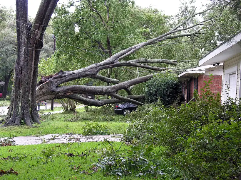Tree Insurance Claims After Tallahassee Storms: A Homeowner's Guide - Tallahassee Tree Service Tree fallen onto a house roof after a storm, the damage that starts an insurance claim for Tallahassee, FL homeowners
