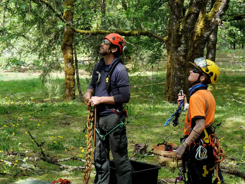 Climbing arborist working on rope high in a canopy, the kind of pruning dispatched to licensed pros in Crawfordville, FL
