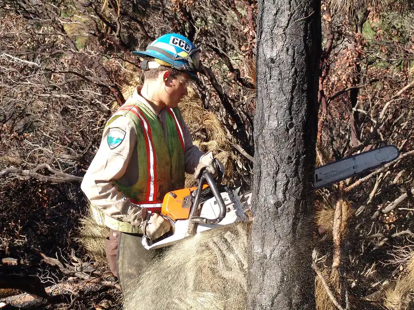 Sectional tree removal underway with rigging lines, the work scope that drives removal quotes in Tallahassee, FL