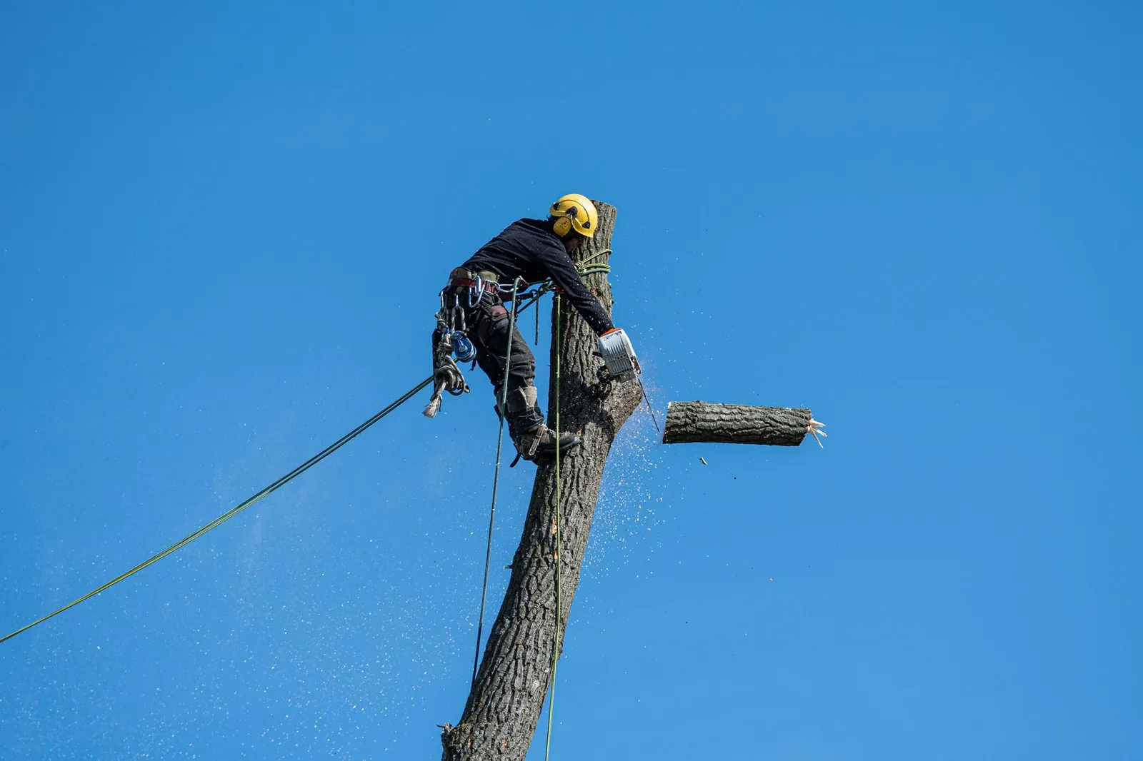 Tree Removal Crawfordville FL - Tallahassee Tree Service Arborist in safety gear felling a tree with a chainsaw, the kind of removal work dispatched to licensed crews in Crawfordville, FL