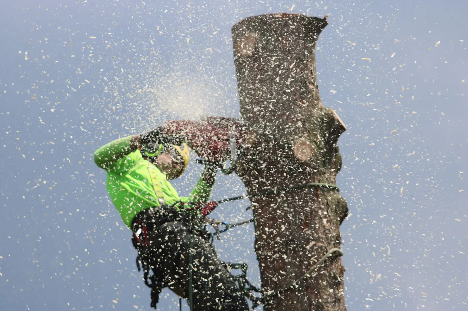 Tree Removal Killearn Estates - Tallahassee Tree Service Climbing arborist sectioning a tree trunk with a chainsaw, typical of tight-quarters removals crews perform in Killearn Estates