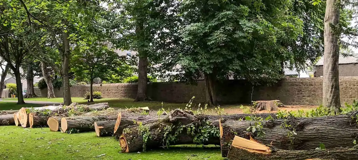Cut oak logs and branches staged at the curb for storm debris pickup in Tallahassee