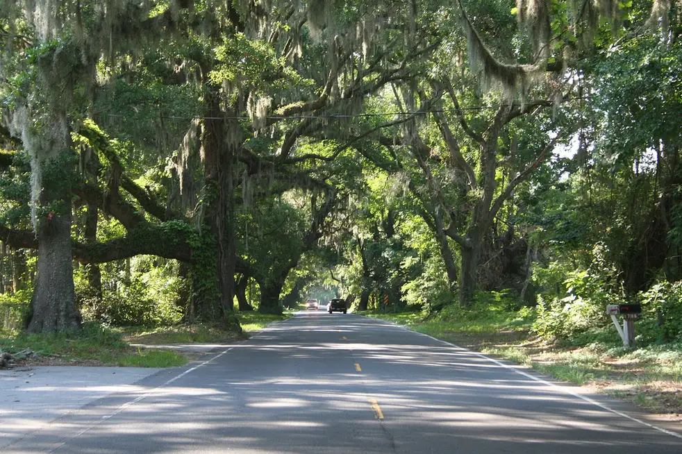 Do You Need a Permit to Remove a Tree in Tallahassee? - Tallahassee Tree Service Canopy road shaded by protected live oaks, the kind of tree cover Tallahassee, FL permit rules protect
