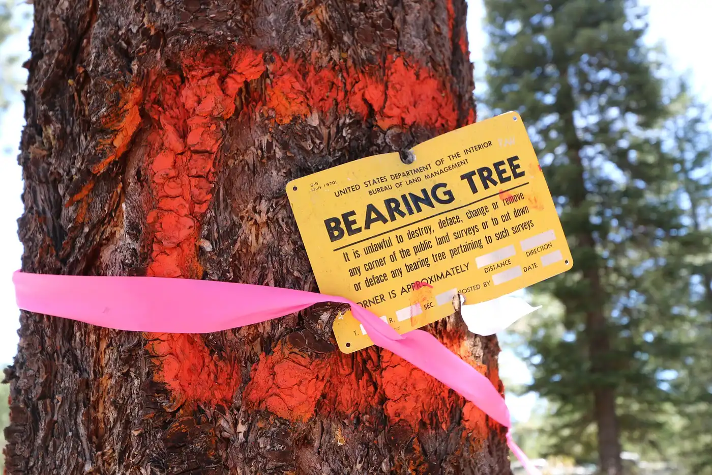 Do You Need a Permit to Remove a Tree in Tallahassee? (2026 Guide) - Tallahassee Tree Service Tree trunk marked and tagged ahead of removal, the documentation step required for a Tallahassee, FL tree permit