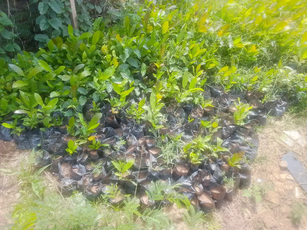 Tallahassee Tree Replanting Guide — Best Replacement Species After Removal - Tallahassee Tree Service Nursery-grown saplings staged for planting, the replacement stock used after removals in Tallahassee, FL