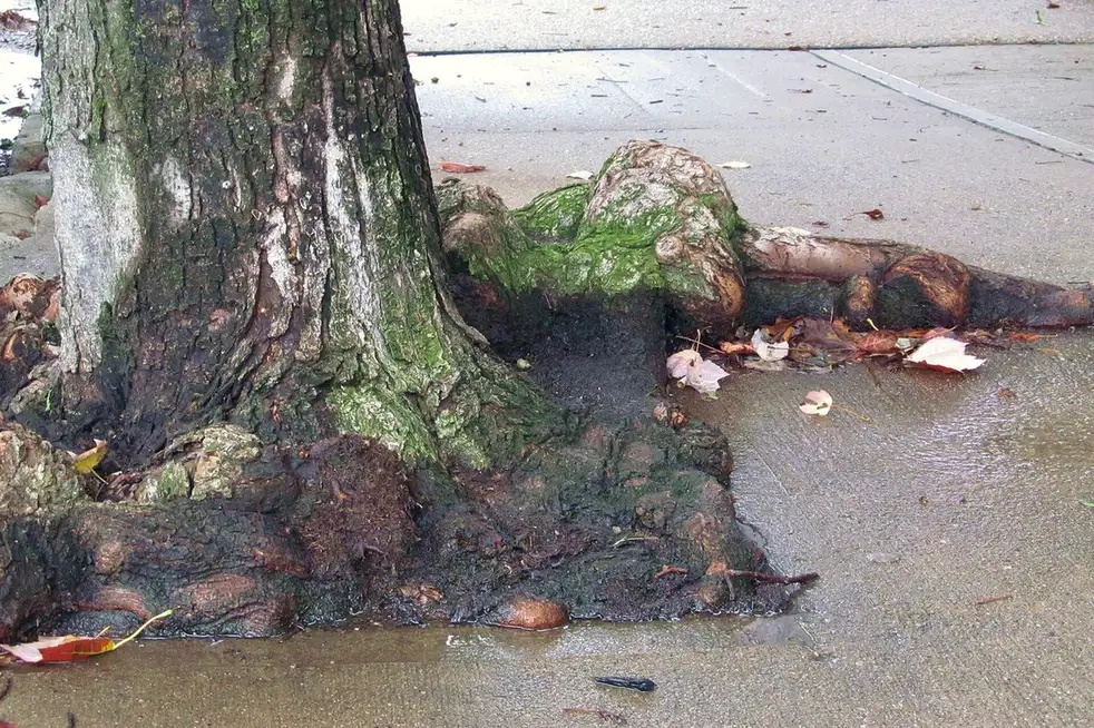 Tree Roots vs. Foundations, Sidewalks & Irrigation Lines in Tallahassee - Tallahassee Tree Service Surface roots lifting and cracking a concrete walkway, the conflict Tallahassee, FL homeowners see most