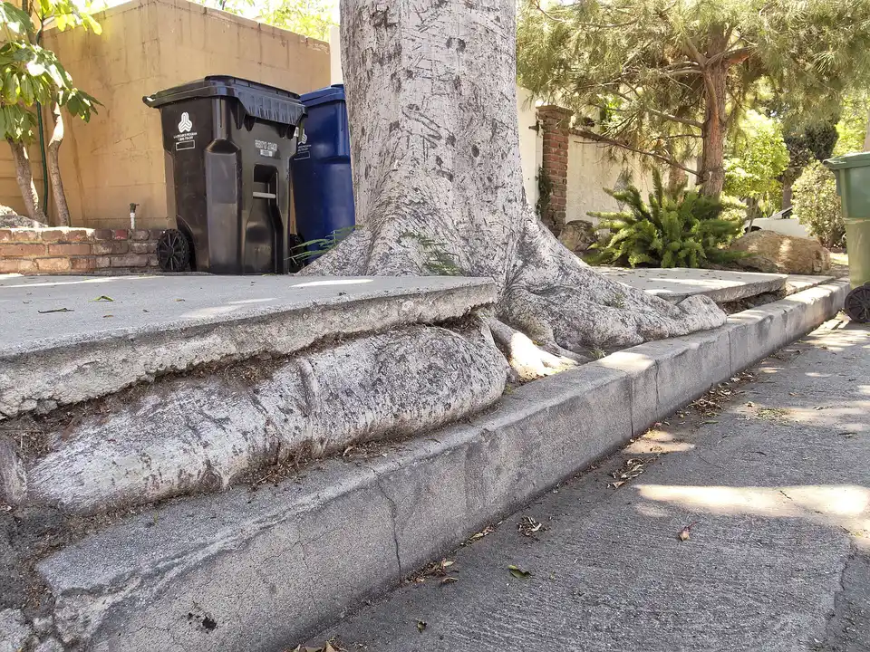 Tree Roots & Foundation Damage in Tallahassee, FL - Tallahassee Tree Service Tree roots lifting and cracking a concrete curb and walkway, a common root conflict in Tallahassee, FL