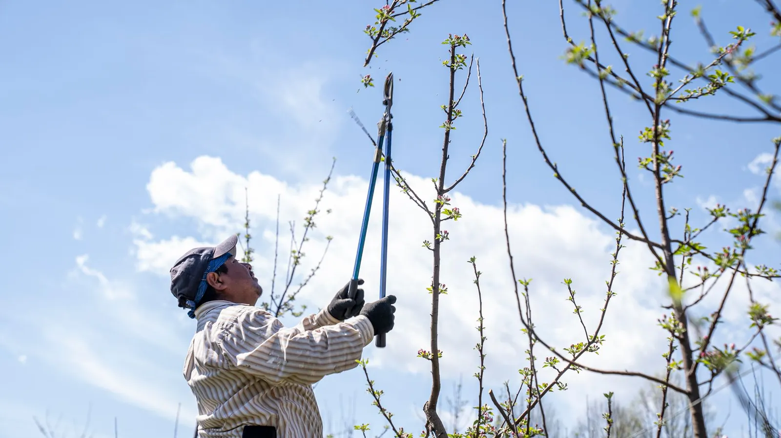 Worker pruning tree branches against a clear blue sky, the kind of canopy trimming local crews perform for Bradfordville homes