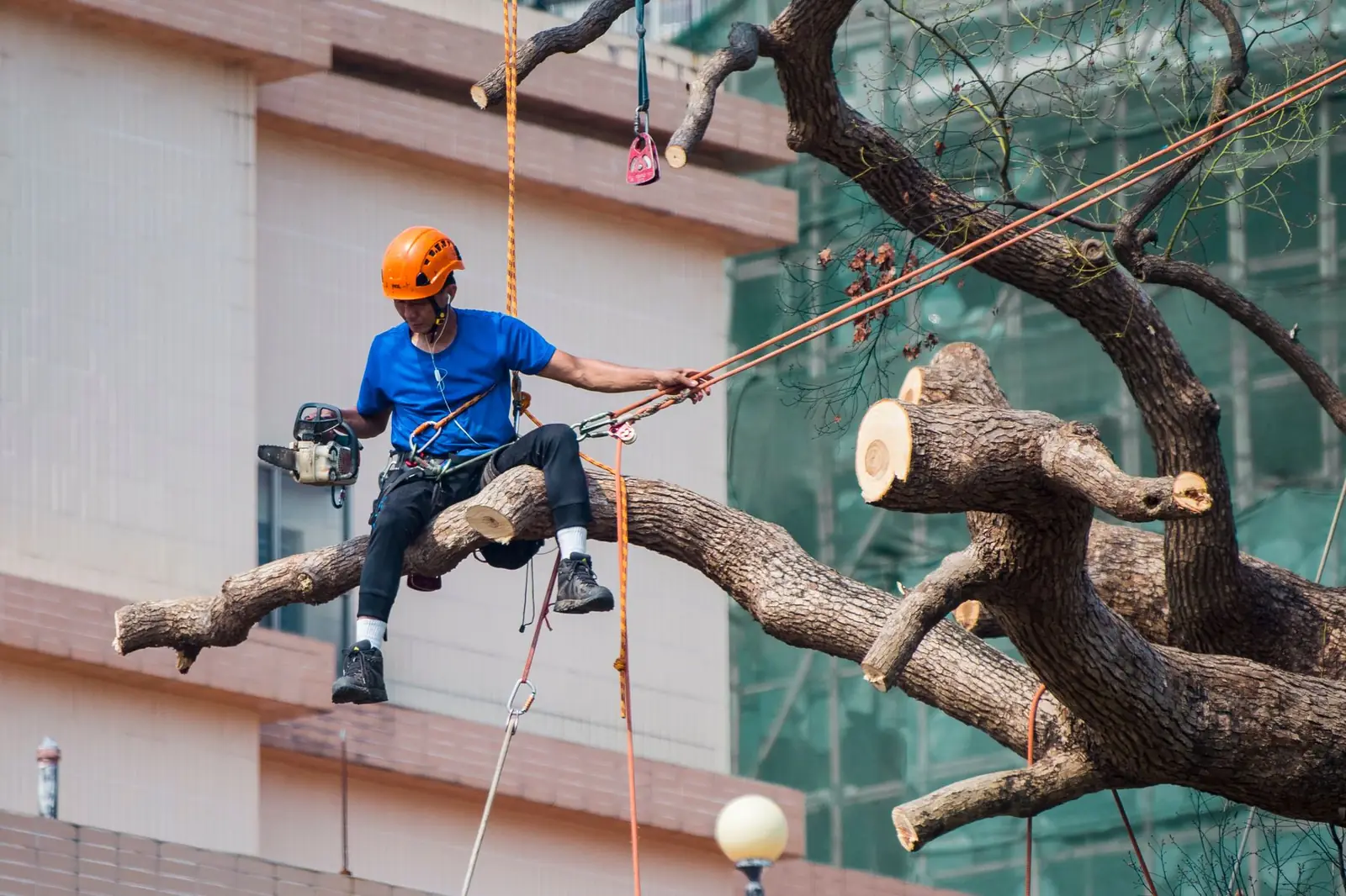 Tree Trimming SouthWood Tallahassee - Tallahassee Tree Service Tree worker secured with ropes pruning limbs with a chainsaw, typical of the trimming work dispatched to crews serving Southwood in Tallahassee