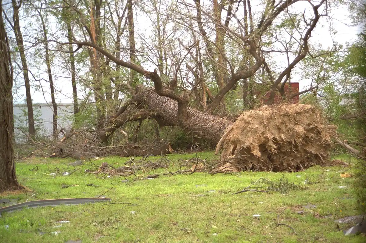Uprooted tree with its root plate torn from the ground, the storm windthrow pattern crews clear in Monticello, FL