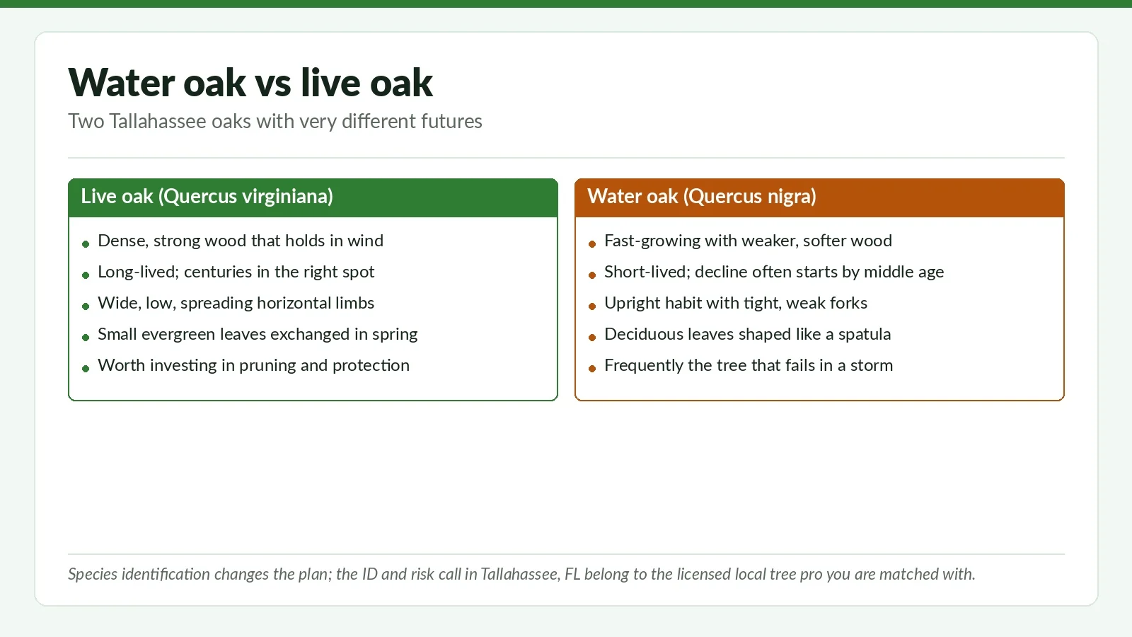 Water Oak vs Live Oak in Tallahassee Yards: Care and Failure Differences - Tallahassee Tree Service Side-by-side species comparison chart of live oak and water oak for Tallahassee, FL homeowners, covering wood strength, lifespan, form and storm risk