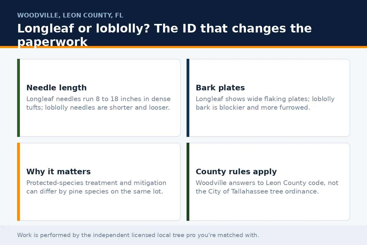 Four-cell identification panel comparing longleaf and loblolly pine by needle length and bark plate for Woodville FL property owners, the species check that changes permit paperwork